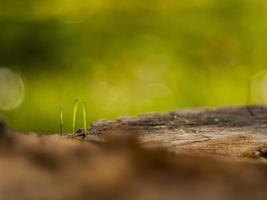 closeup de grama jovem brota em um toco de madeira seco