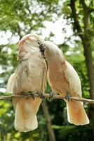 pássaro casal do salmão com crista cacatua se beijando foto