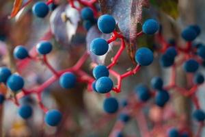 planta trepadeira vinho selvagem - pathenocissus quinquefolia foto