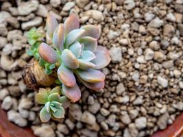 pequena suculenta na pedra-pomes preparada para o plantio foto