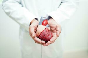 cardiovascular doença cvd, médico com coração humano modelo anatomia para tratamento paciente dentro hospital. foto