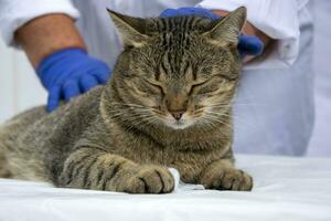 fechar-se do uma cinzento gato em a veterinária mesa. exame do a gatinho antes vacinação. veterinário e gato. foto