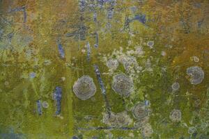 fungos verde musgo textura abstrato parede de concreto. fundo vintage enferrujado, sujo e arenoso foto