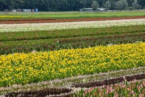 campo com flores foto