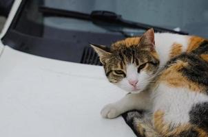 gatos fofos de graça vivendo na rua foto