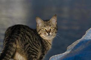 gatos fofos de graça vivendo na rua foto