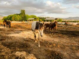 cavalos pastar a terras agrícolas foto