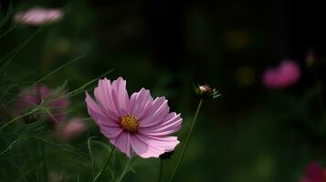 cosmos flor florescendo em borrado verde fundo campo. lindo Rosa flor dentro foco. ai gerado foto