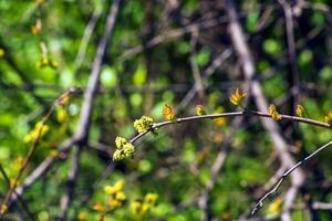 brotos e folhas do sumagre rhus trilobata dentro Primavera. foto