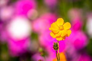 lindas flores do cosmos. foto