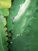 close-up de planta suculenta, detalhe de folhas frescas de agave titanota nobreza foto