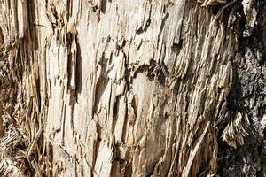 textura abstrata de madeira. pano de fundo de superfície do grunge. padrão de efeito de madeira sujo. fundo material. foto