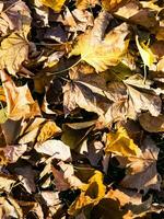 outono fundo - seco amarelo, verde, laranja, roxa e vermelho folhas do bordo, amieiro, sumagre árvore, arranjado às aleatório. Visão a partir de acima. fechar-se foto