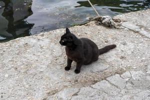 gato preto no cais em Balaklava, Sebastopol foto