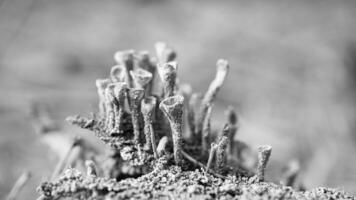 copo líquen floresta chão. pinho agulhas e musgo. macro tiro a partir de botânica. natureza foto