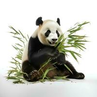 uma panda comendo bambu em a isolado branco fundo, ai generativo foto