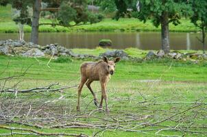 alce bebê dentro movimento em uma Prado. jovem animal a partir de a floresta. rei do a floresta foto