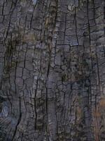 seco árvore textura. árvore latido fundo textura foto