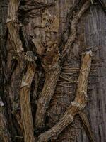 seco árvore textura. árvore latido fundo textura foto