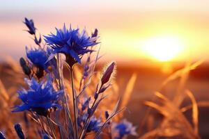 azul cornflowers dentro uma campo fechar-se. cornflowers dentro uma verão campo dentro a raios do pôr do sol. gerado de artificial inteligência foto