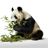 uma panda comendo bambu em a isolado branco fundo, ai generativo foto