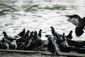 alto contraste e fundo desfocado. grupo de pombo no parque foto