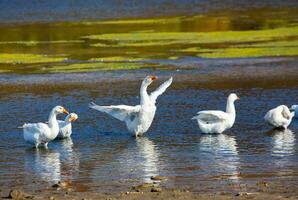 grupo do branco gansos em a Prado dentro outono dia. foto