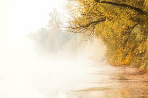 manhã panorama dentro outono país e com névoa dentro Ucrânia. lindo natureza com amarelo árvores e névoa. foto