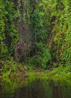 da Tailândia Rayong botânico jardim é uma mangue floresta com adorável árvores este refletir em a perto lago. foto