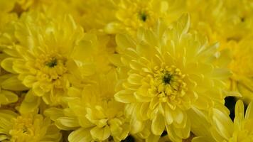 desfocado do amarelo crisântemo flores a partir de jardim pronto para faço ramalhete para casamento, graduação, aniversário, e Amado pessoas. amarelo crisântemo flor para a fundo foto