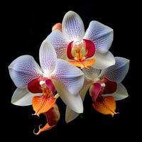 phalaenopsis orquídea flores isolado em uma Preto fundo. ai gerado foto