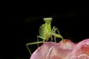 fechar acima do Rezar louva a Deus sentado em Rosa rosa contra Preto foto