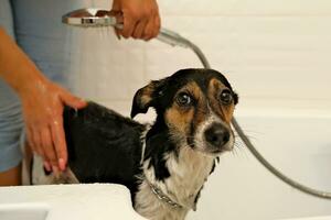 a menina lavagens a cachorro. higiene do animais de estimação. tomando banho a cachorro com xampu. água gotejamento em a cachorro foto