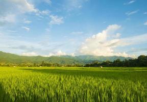 paisagem campo de arroz verde estação chuvosa e belas paisagens naturais foto