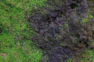 close-up de textura de musgo verde na parede velha para o fundo foto