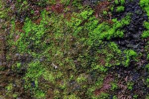 close-up de textura de musgo verde na parede velha para o fundo foto