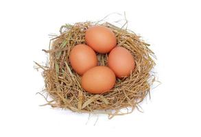 ovos de galinha no ninho isolado em um fundo branco foto
