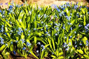 Primavera flor - Scilla siberica foto