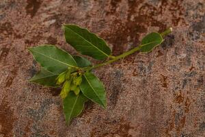 ramo de louro verde jovem aroma foto