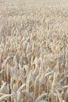 fechar acima Visão do trigo ouvidos, campo do trigo em Julho dia. verão colheita período, ecológico agricultura. mundo inanição problema vencimento para a guerra dentro ucrânia.seletivo foco. foto