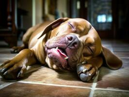 conteúdo cachorro desfrutando dentro a vivo quarto chão ai generativo foto