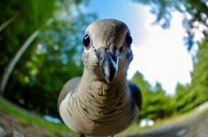 pomba Câmera olho de peixe engraçado retrato. gerar ai foto