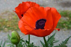 brotamento e floração laranja papoilas dentro flor foto