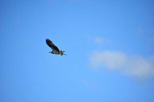 águia-pescadora com bagunçado penas dentro azul céu foto