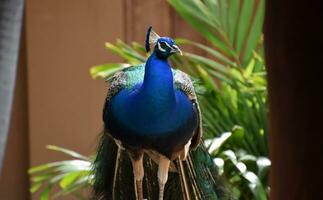 impressionante azul pavão com penas baixa dentro a trópicos foto