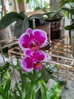 orquídea dentro uma flor Panela em a quintal dentro a casa. Cuidado do uma planta de casa. foto