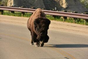 americano búfalo caminhando baixa uma estrada caminho foto