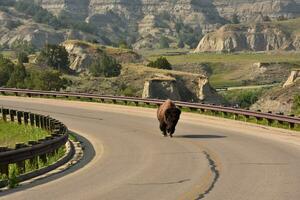 norte americano búfalo caminhando em a estrada caminho foto
