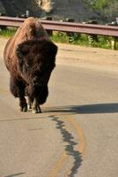 búfalo caminhando dentro uma estrada caminho dentro norte Dakota foto