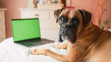 fofa cachorro deitado em barriga sobre acolhedor cama enquanto olhando às Câmera com em branco verde chromakey tela foto